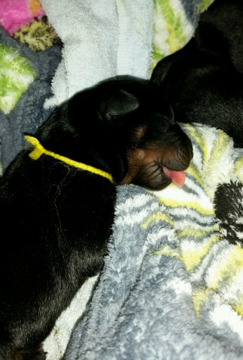 Yellow girl 24hrs old