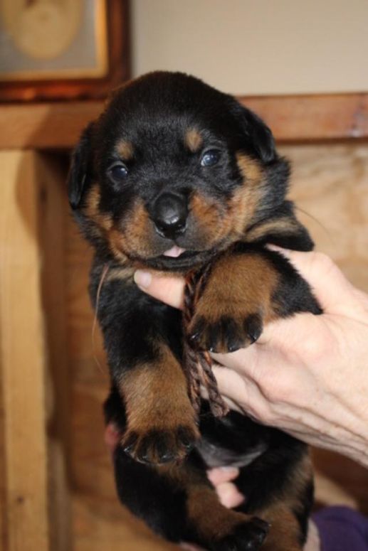 3 week red girl 2.99lb
