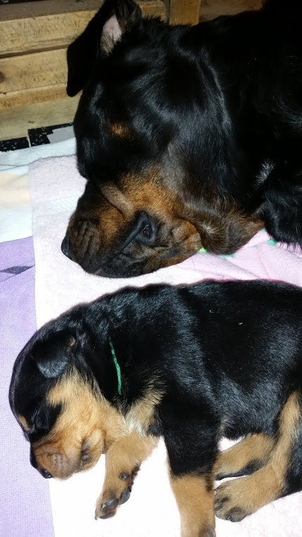 green girl and Luna 2.5wks