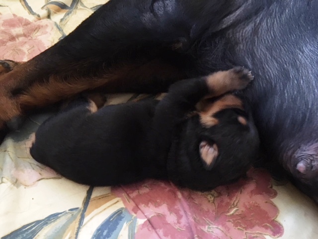 Orange girl 1 week