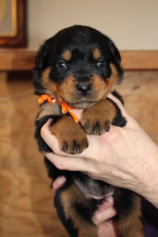 orange girl