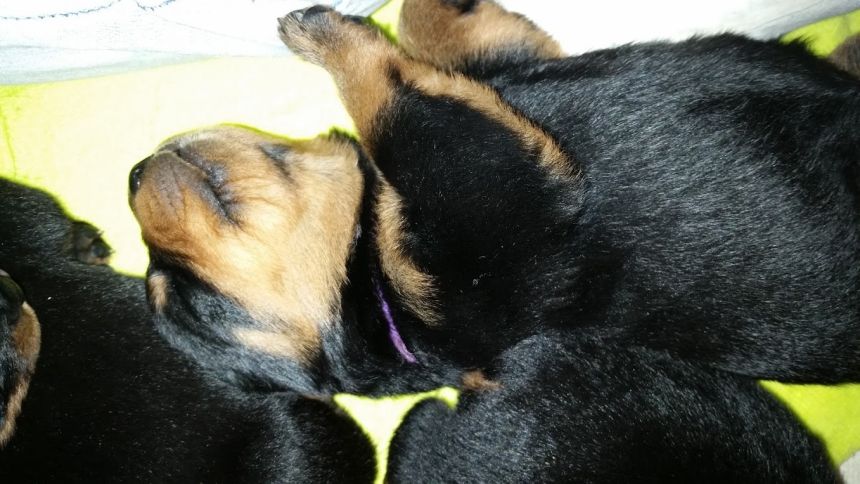 purple boy 2wks