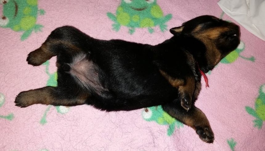 red girl 15 days
