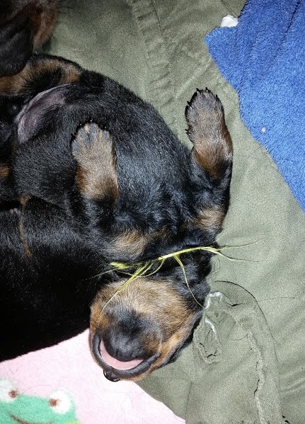 Yellow girl 1 week