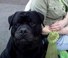 Boz 3rd place Veteran dog  - Click for Larger View