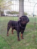 Boz in Trenton  - Click for Larger View