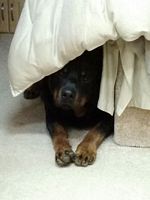 Bubba hiding under bed CRC 2014  - Click for Larger View