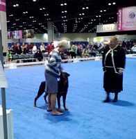 Doreen showing puppy - Click for Larger View