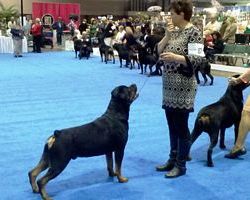 Liz going BOB Working grp 2014 - Click for Larger View