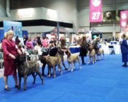 Mastiff line up for OH Finals - Click for Larger View