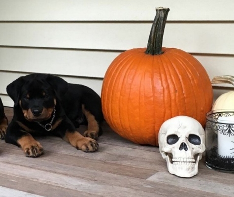 October 2015 - Happy Halloween! - Click for Larger View October 2015 - Happy Halloween!