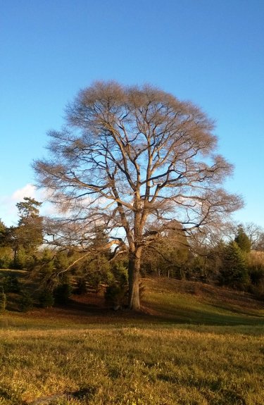 Black Tupelo Tree 2015 - Click for Larger View Black Tupelo Tree 2015