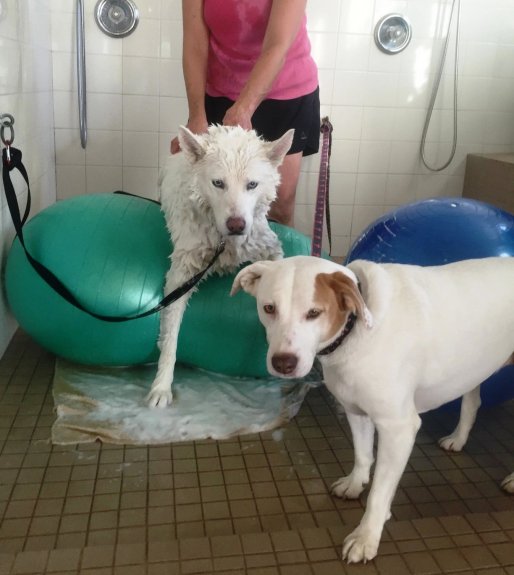 Christmas 2015 Baths Spirit and Millie - Click for Larger View Christmas 2015 Baths Spirit and Millie