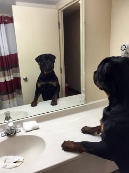 Louie in hotel at dog show
