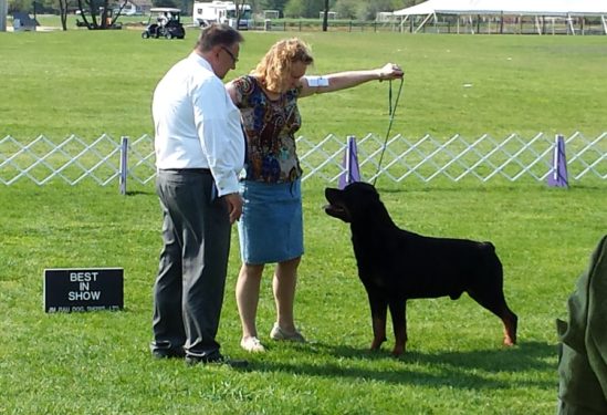 Bubba - Best in Show Trenton May 2015 - Click for Larger View