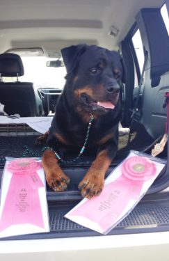 Bubba - OH Group 1 Ribbons Trenton May 2015 - Click for Larger View