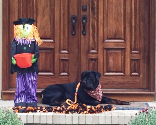 October 2015 - Happy Halloween! - Click for Larger View October 2015 - Happy Halloween!
