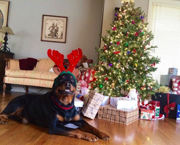 Steam Christmas 2015 - Click for Larger View