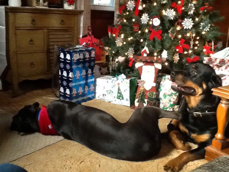 Trudi and Tyson Xmas 2015 - Click for Larger View