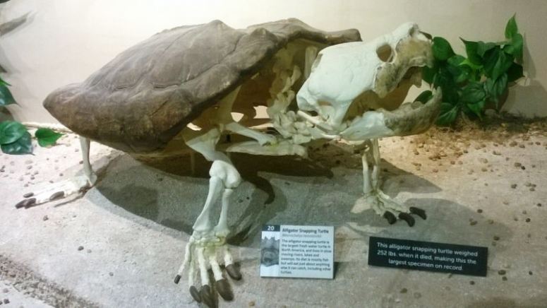 252 lb Snapping turtle - Click for Larger View