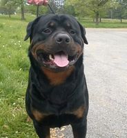 CRC 2016
- Click for Larger View Brick black mouth
