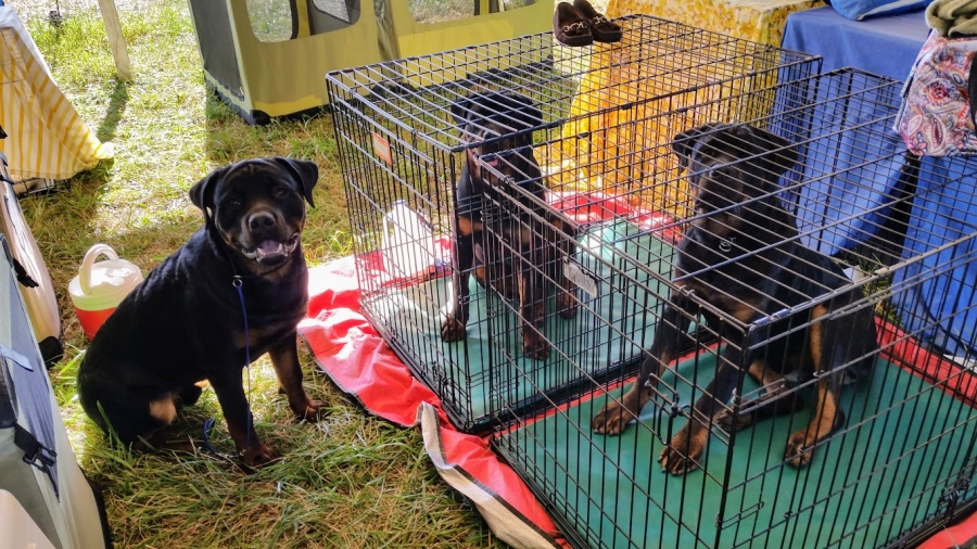 Driver Karma Kaptain Oct 1 ready to  show