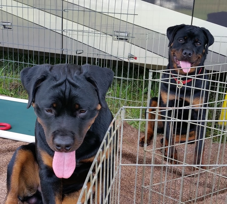 Driver and Karma 7.5mo