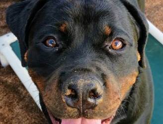 Driver what dirt face