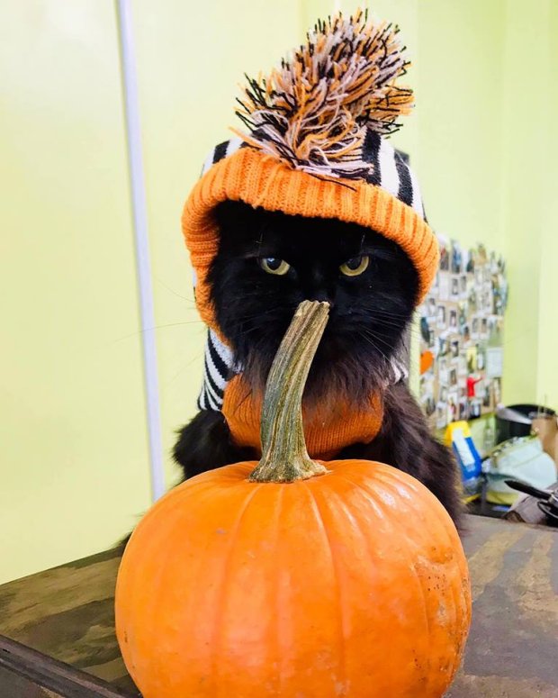 Jeff's cat Halloween 2018 - Click for Larger View