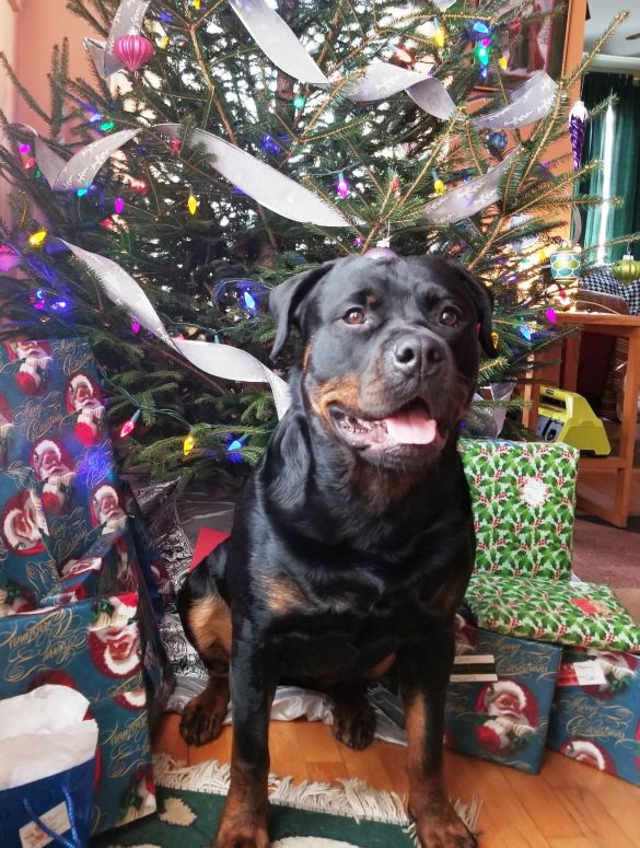 Kai Xmas 2018 @ 22 months - Click for Larger View