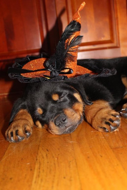 Zuri Halloween 2018 - Click for Larger View