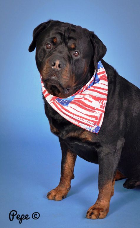 Louie Memorial Day 2018 @ 4 years - Click for Larger View