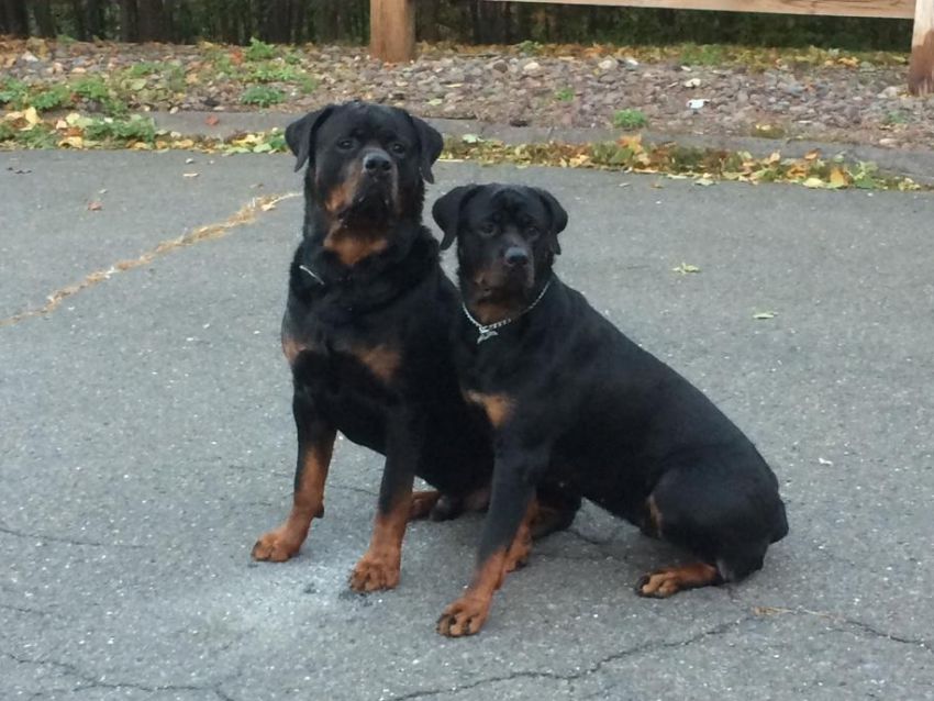 Bentley and Katara - Click for Larger View