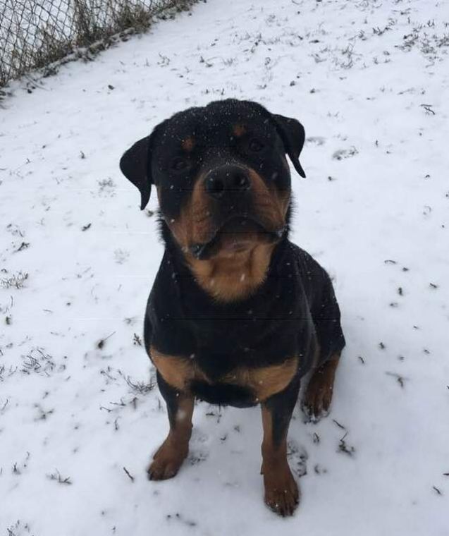 Brick @ 1 year - Click for Larger View