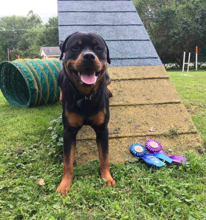 Brick earned his Novice Jumpers Preferred title Aug 24 2019 - Click for Larger View