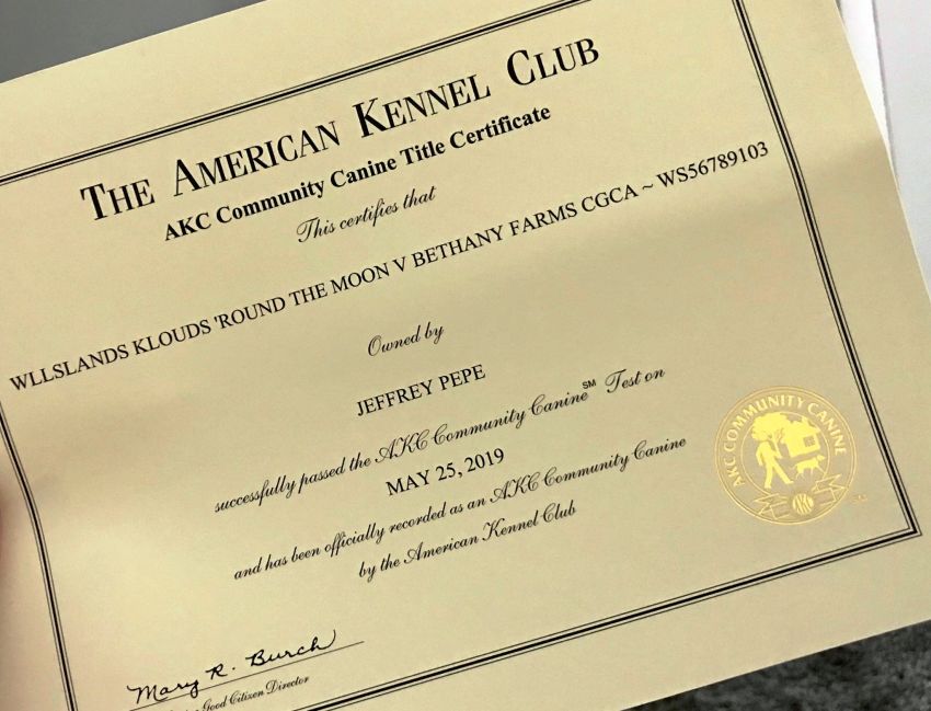 Wllslands 'Klouds Round the Moon V Bethany Farms Floyd earned his CGCA - Click for Larger View