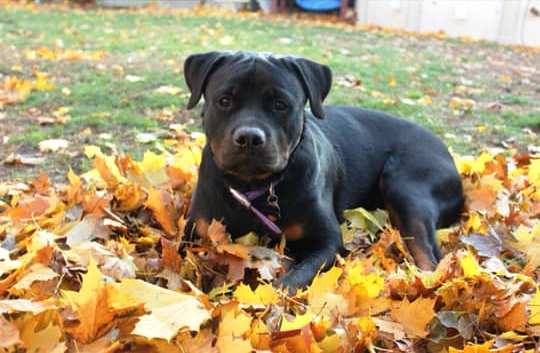 Gemma @ 1 year - Click for Larger View