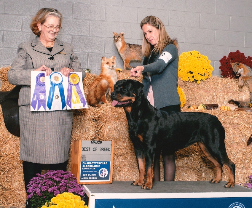 Harper Best Of Breed - Click for Larger View