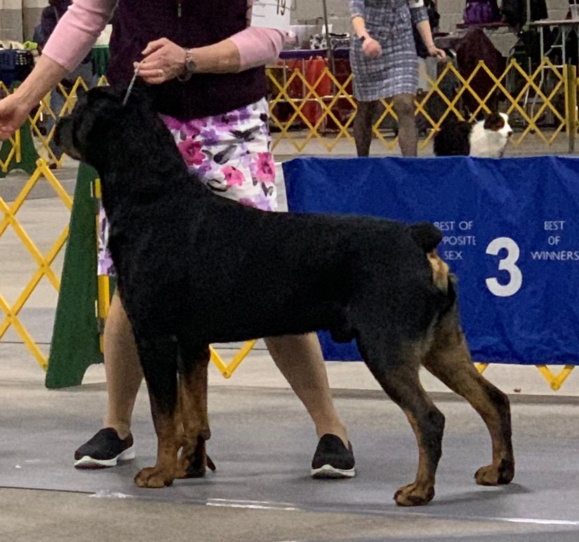 Kaptain @ 23 months - Click for Larger View