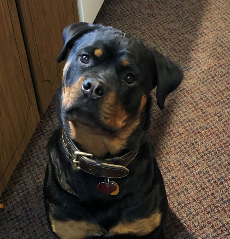 Lilly @ 1 year - Click for Larger View