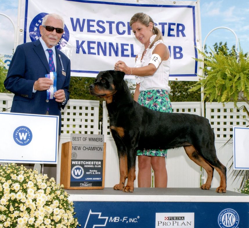 Olive - BOW for her Championship - Click for Larger View