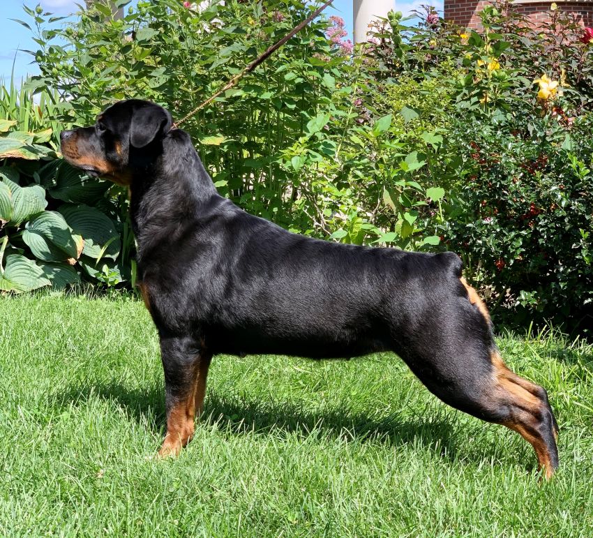 Olive 5.5yrs 4pts - Click for Larger View