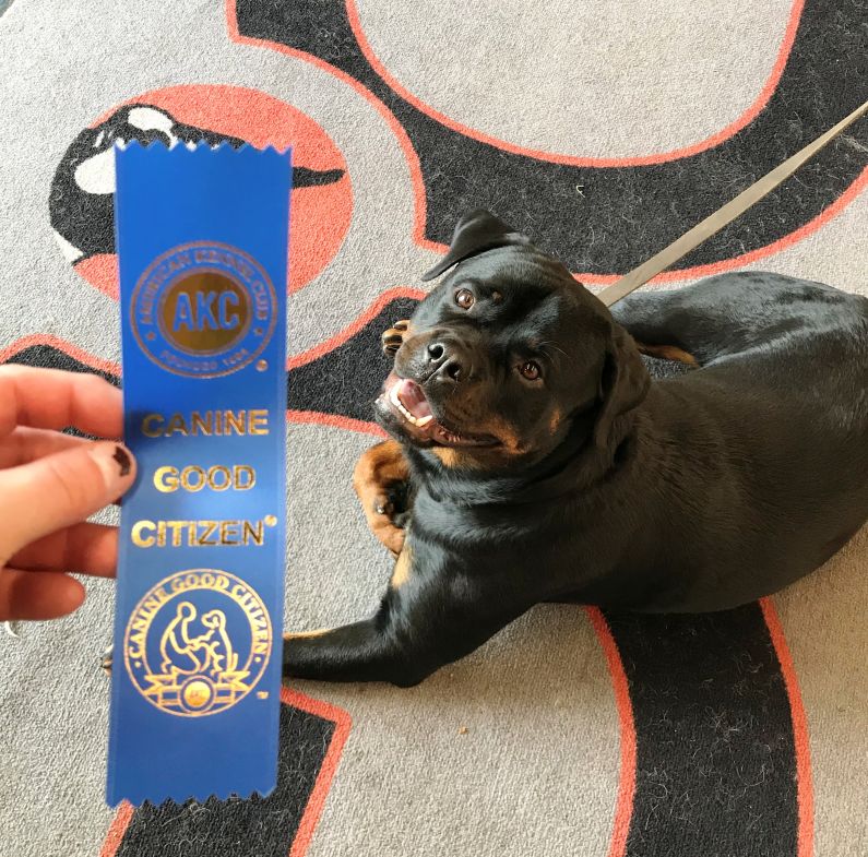 Wllslands Let it be a Bit Exotic 'Zuri' earned her CGC - Click for Larger View