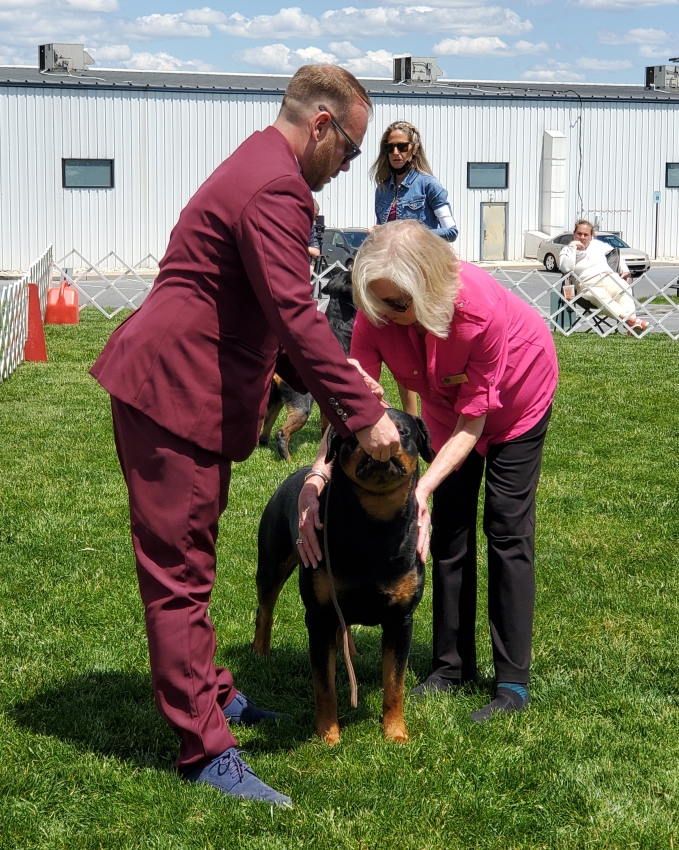 Brick earned his carting Intermediate Title going Reserve High In Trial! Then was Reserve WD one day and WD the final day at the outside show for a 5 point major! - Click for Larger View