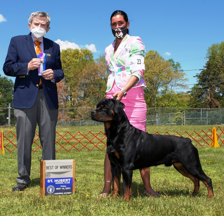 Roscoe GRCH @ 2yrs - Click for Larger View