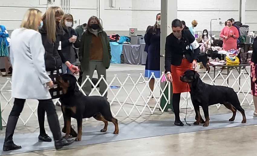 Bubbles WD @ 22 months - Click for Larger View