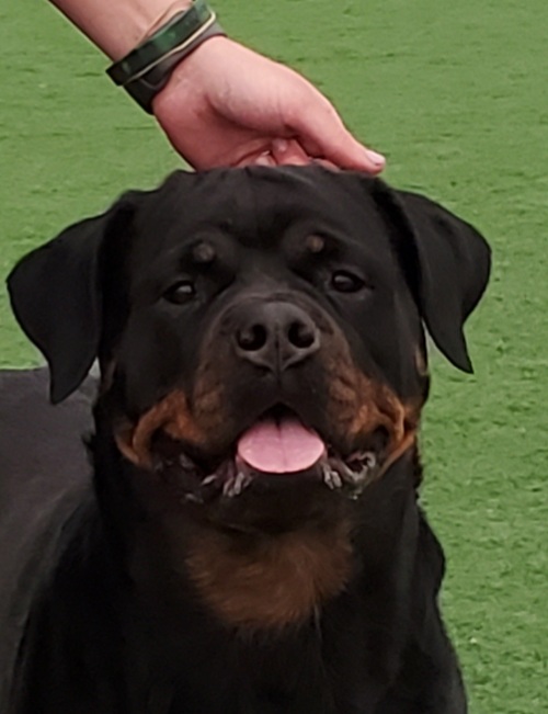 Harper - Click for Larger View