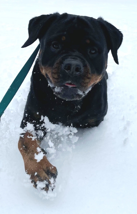 Harper marching through the snow @ 3 yrs - Click for Larger View