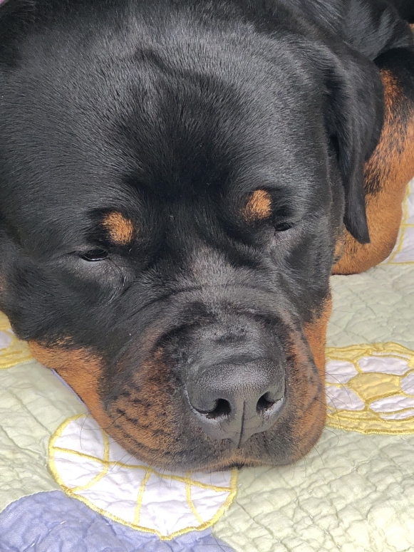 Harper - Click for Larger View