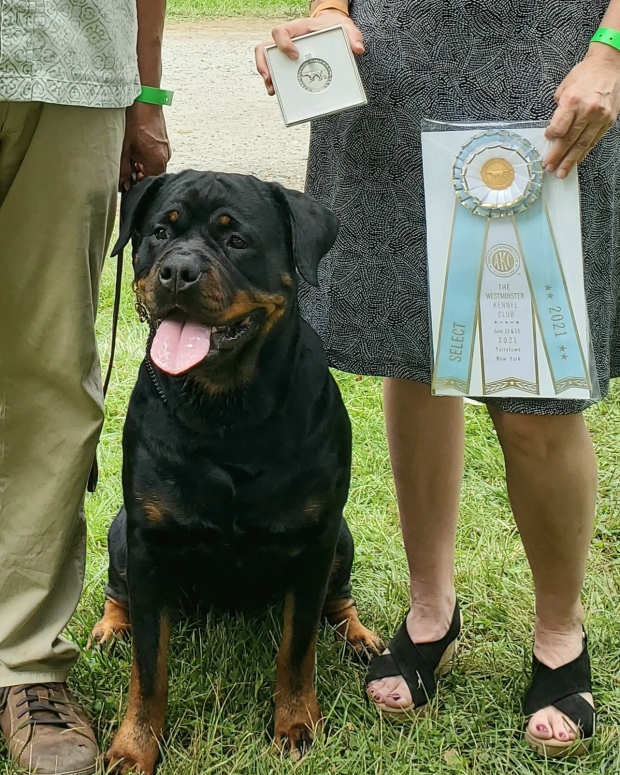 Harper - Click for Larger View